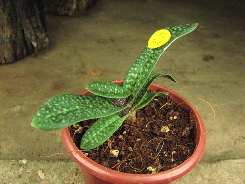 Paphiopedilum micranthum