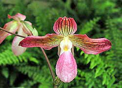 Paphiopedilum Grassauer Alice (micranthum x philippinense)