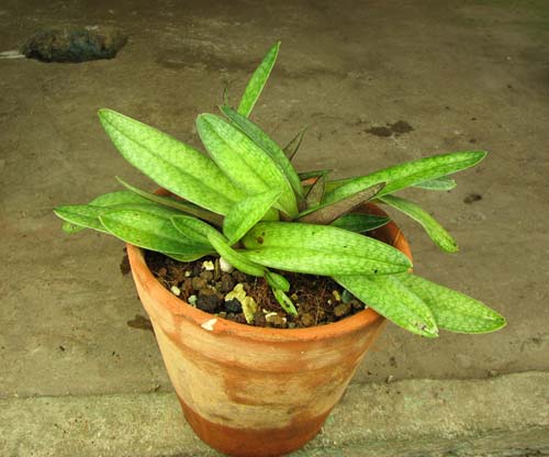 Paphiopedilum Grassauer Alice (micranthum x philippinense)