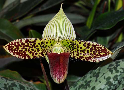 Paphiopedilum sukhakulii x sib