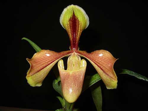 Paphiopedilum villosum
