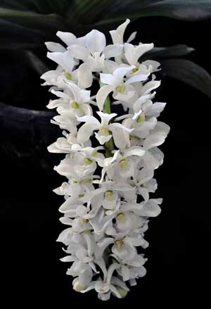 Rhynchostylis gigantea alba