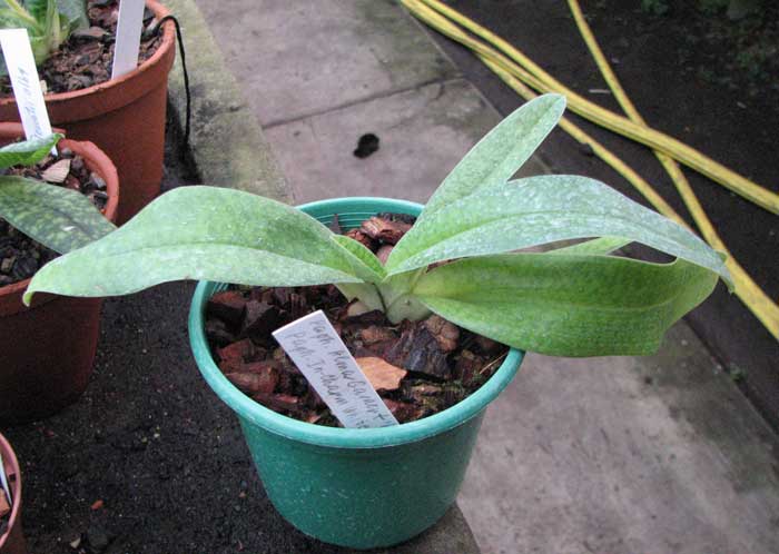 Paphiopedilum Alma Gavaert \'H.B\' x Paphiopedilum In-Charm White \'Chao Chou\'
