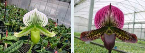 Paphiopedilum Alma Gavaert 'Hager's' x Paphiopedilum (Red Shift x Macabre) 'Hsiao'