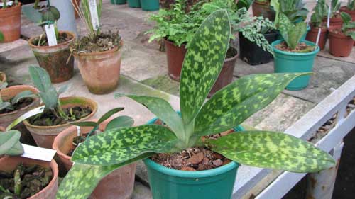 Paphiopedilum Alma Gavaert 'Hager's' x Paphiopedilum (Red Shift x Macabre) 'Hsiao'