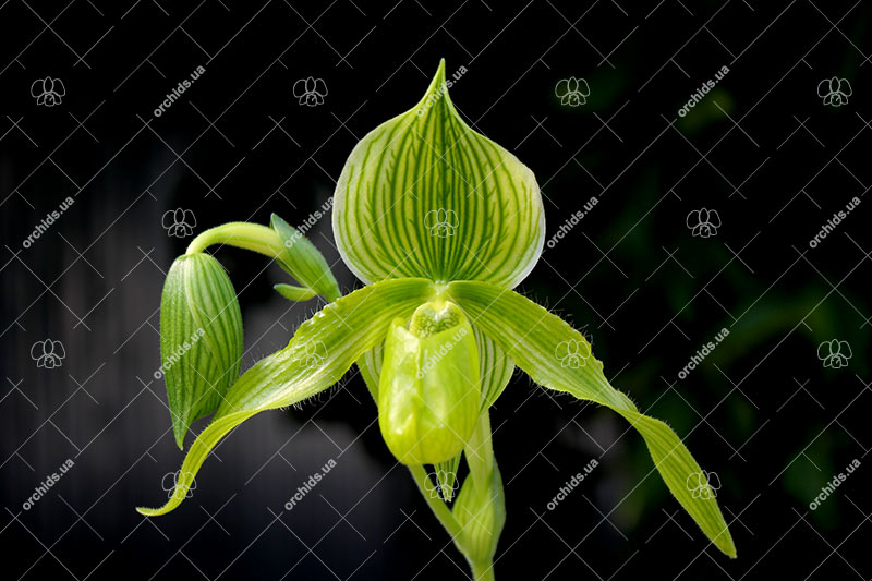 Paphiopedilum Alma Geveart 'Hager's' x Paphiopedilum philippinense var. alba 'Kou'