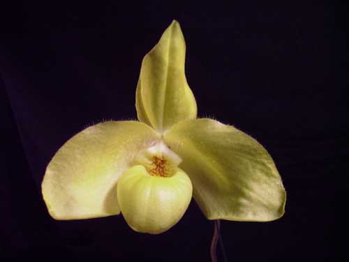 Paphiopedilum armeniacum '#14' x Paphiopedilum hangianum 'Nancy'