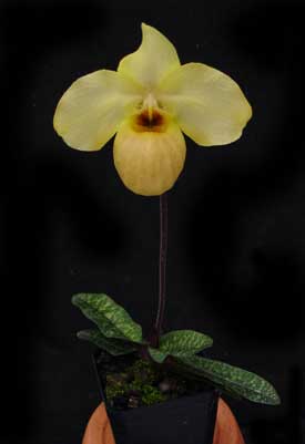 Paphiopedilum armeniacum '#17' x Paphiopedilum vietnamense 'In-Charm'