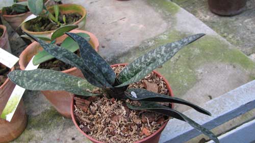 Paphiopedilum armeniacum '#17' x Paphiopedilum vietnamense 'In-Charm'