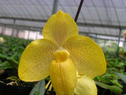 Paphiopedilum armeniacum 'GV#2' x Paphiopedilum concolor 'Hsiao' (2550)