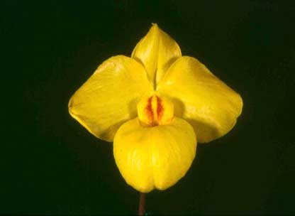 Paphiopedilum armeniacum \'Su\'