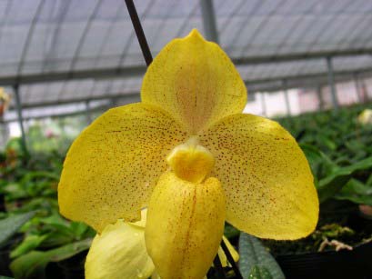 Paphiopedilum armeniacum x Paphiopedilum concolor 'Daya'