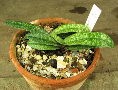 Paphiopedilum armeniacum x Paphiopedilum concolor 'Daya'