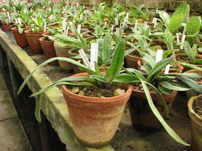Paphiopedilum bellatulum 'Good Dorsal' x Paphiopedilum villosum 'Naeshan'