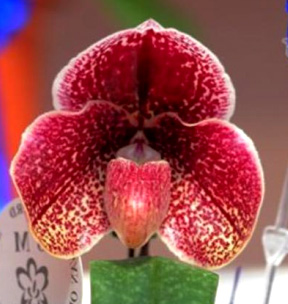 Paphiopedilum bellatulum x Docteur Knock