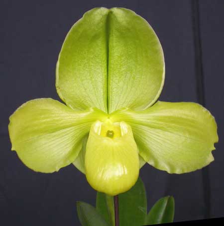 Paphiopedilum Bucolic Day x Paphiopedilum Pacific Shamrock 'Hsiao'