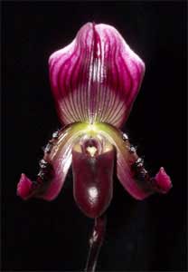 Paphiopedilum callosum var. vinicolor \'Daya\' x sib \'Huei\'