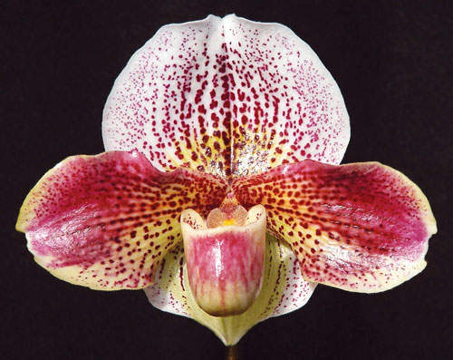 Paphiopedilum charlesworthii 'In-Charm' x Paphiopedilum Via Gala