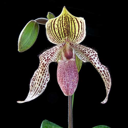 Paphiopedilum conco-bellatulum \'Giant\' x Paphiopedilum Lady Isabel \'In-Charm\'