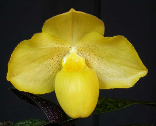 Paphiopedilum concolor 2550 'River' x Paphiopedilum armeniacum