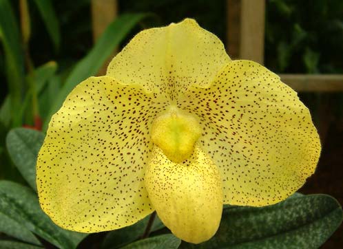 Paphiopedilum concolor 'Daya' x Paphiopedilum armeniacum 'Daya A'