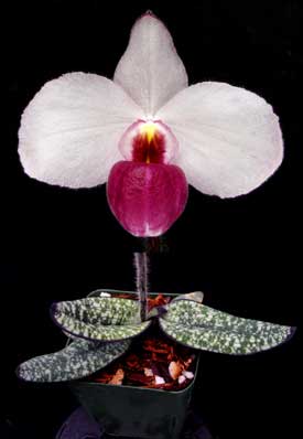 Paphiopedilum delenatii \'Giant\' x sib \'Black Foligue\'