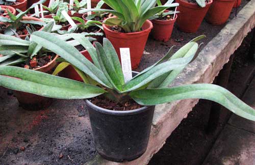 Paphiopedilum delenatii x Paphiopedilum Deena Nicol 'incharm'