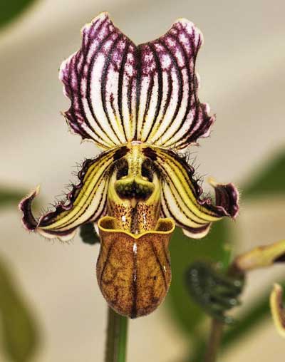Paphiopedilum fairrieanum \'Yu Tong\' x self