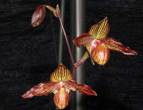 Paphiopedilum fanaticum 'In-Charm' x Paphiopedilum rothschildianum '266A'