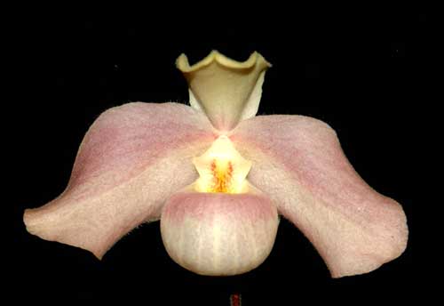 Paphiopedilum hangianum \'Hsiao\' x Paphiopedilum vietnamense \'Huei\'