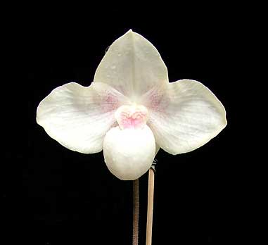 Paphiopedilum hangianum x Paphiopedilum niveum \'Huge\'