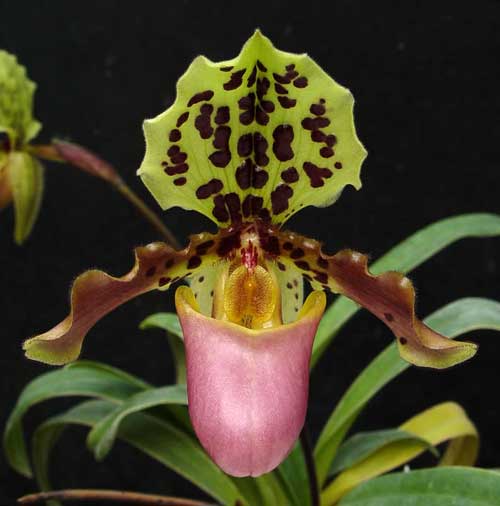 Paphiopedilum henryanum \'In-Charm\' x Sib \'From Crown\'