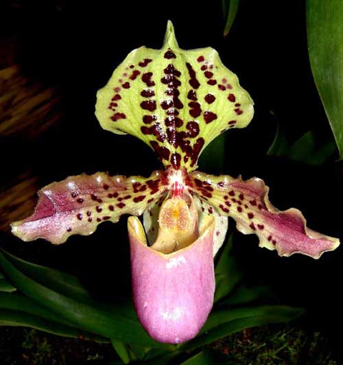 Paphiopedilum henryanum \'Pat\' (Ken\'s) x Sib \'Ching Hua Leopard\'