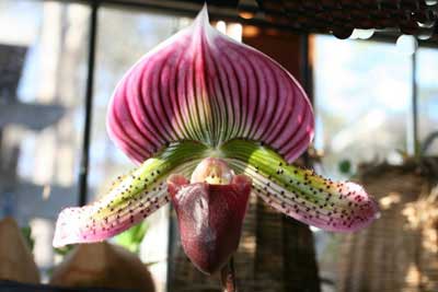 Paphiopedilum Hsinying Web 'Giant' x Paphiopedilum Pulsar 'Hsinying Flame'