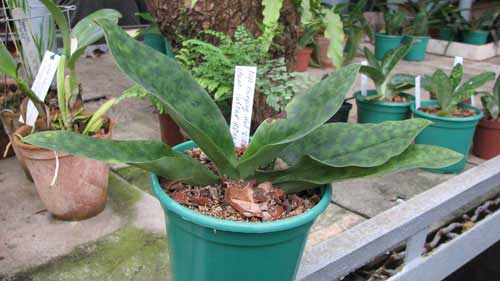 Paphiopedilum Hsinying Web 'Giant' x Paphiopedilum Pulsar 'Hsinying Flame'