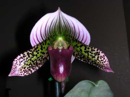 Paphiopedilum Hsinying Web 'In-Lim' x Paphiopedilum (Macabre x Red Shift) 'In-Charm'