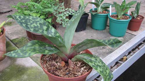 Paphiopedilum Hsinying Web 'In-Lim' x Paphiopedilum (Macabre x Red Shift) 'In-Charm'