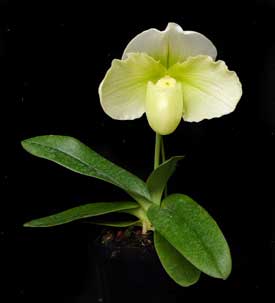 Paphiopedilum In-Charm Greenery 'Chao Chou' x Paphiopedilum In-Charm White 'Tai Min'