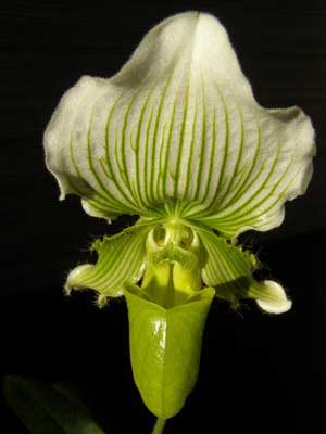Paphiopedilum Keylime 'In-Charm' x Paphiopedilum fairrieanum 'Ho'