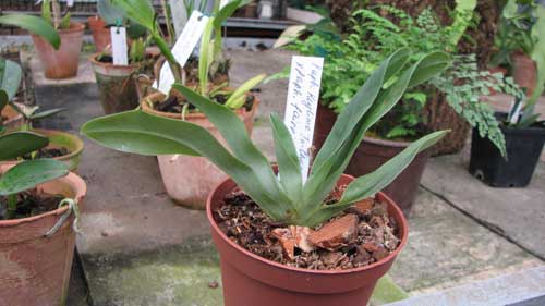 Paphiopedilum Keylime 'In-Charm' x Paphiopedilum fairrieanum 'Ho'