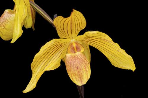 Paphiopedilum Lady Isabel \'Cooperation\' x Paphiopedilum armeniacum \'From GV\'
