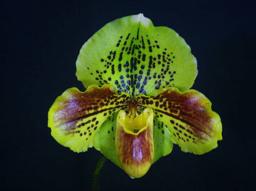 Paphiopedilum Lippewunder 'In-Charm' x Paphiopedilum In-Charm White 'In-Charm'