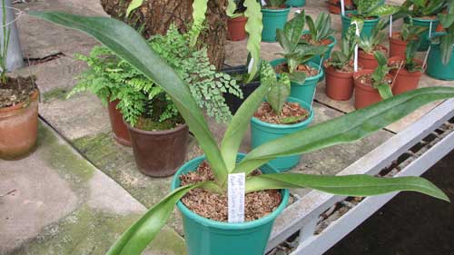Paphiopedilum Lippewunder 'In-Charm' x Paphiopedilum In-Charm White 'In-Charm'