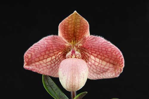 Paphiopedilum micranthum \'Choiced\' x Paphiopedilum hangianum \'#9\'