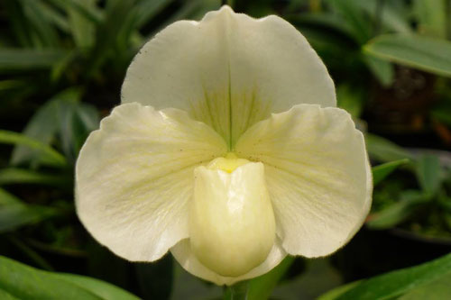 Paphiopedilum Mukoyama Green 'Happyness' x Paphiopedilum In-Charm White 'CYA'
