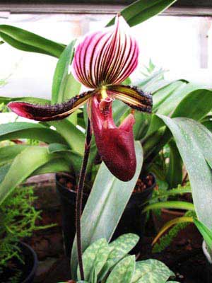 Paphiopedilum Pulsar 'In-Charm Coloratum' x Paphiopedilum Hsinhing Web 'In-Lim'