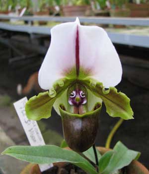 Paphiopedilum spicerianum \'Showshan\' x sib \'St. Alban\'