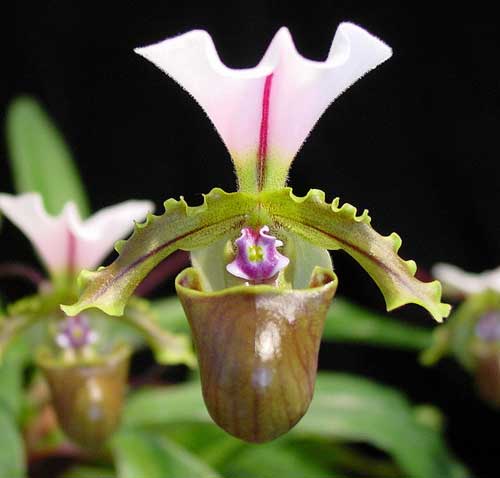 Paphiopedilum spicerianum 'St. Alban' x self
