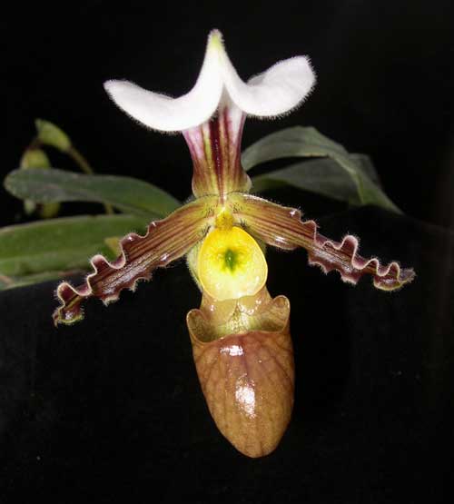 Paphiopedilum tranlienianum 'In-Charm' x sib '#A'