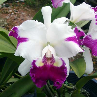 Laeliocattleya White Spark